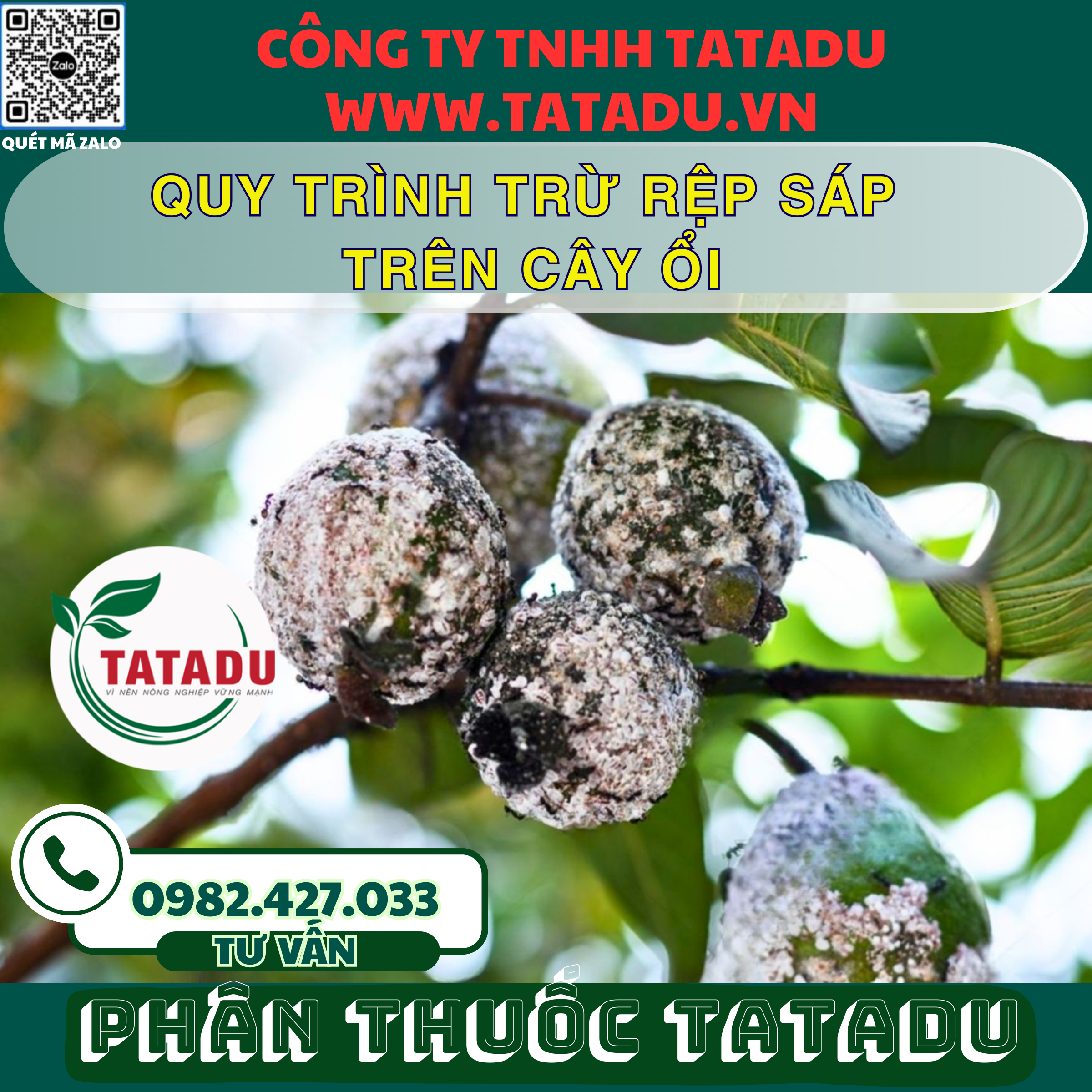 QUY TRINH TRU REP SAP TREN CAY OI