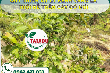 QUY TRÌNH XỬ LÝ BỆNH VÀNG LÁ THỐI RỄ TRÊN CÂY CÓ MÚI