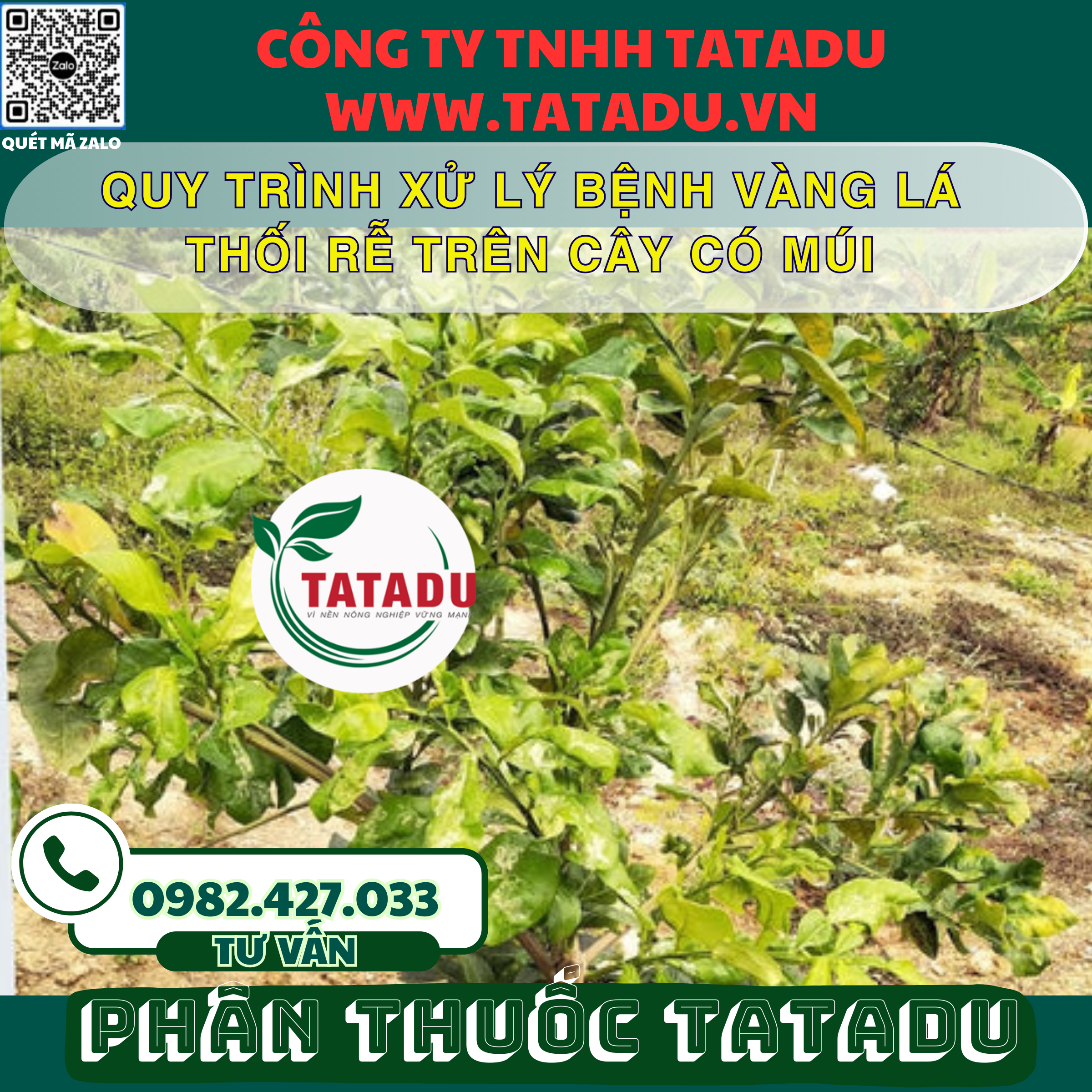QUY TRINH XU LY BENH VANG LA THOI RE TREN CAY CO MUI