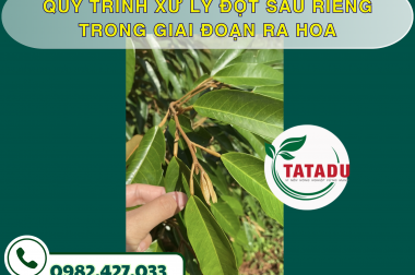 QUY TRÌNH XỬ LÝ ĐỌT SẦU RIÊNG TRONG GIAI ĐOẠN RA HOA