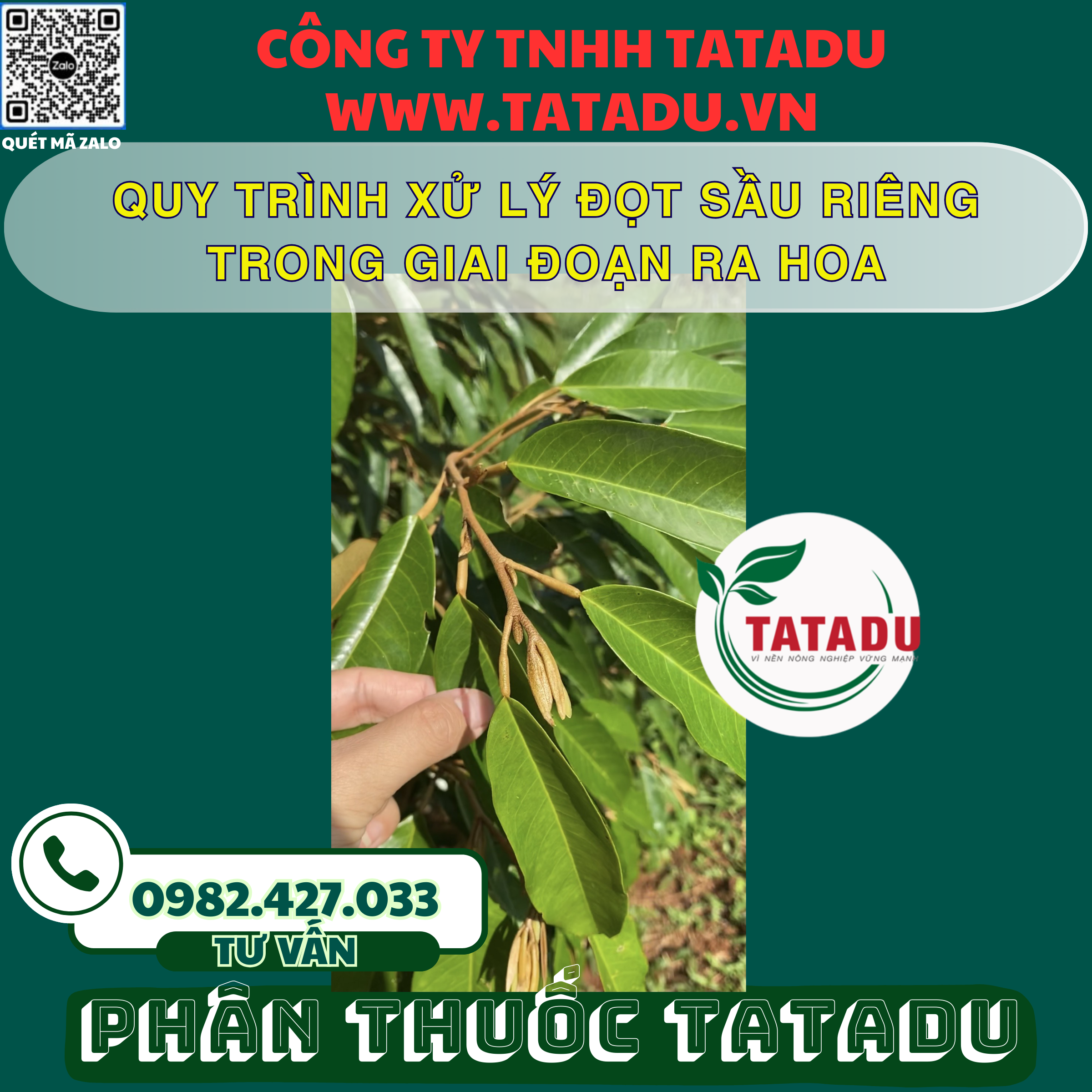 QUY TRINH XU LY DOT SAU RIENG TRONG GIAI DOAN RA HOA QUY TRINH XU LY DOT SAU RIENG TRONG GIAI DOAN RA HOA