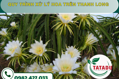 QUY TRÌNH XỬ LÝ HOA TRÊN THANH LONG