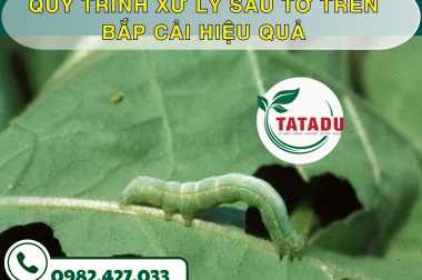 QUY TRÌNH XỬ LÝ SÂU TƠ TRÊN BẮP CẢI HIỆU QUẢ