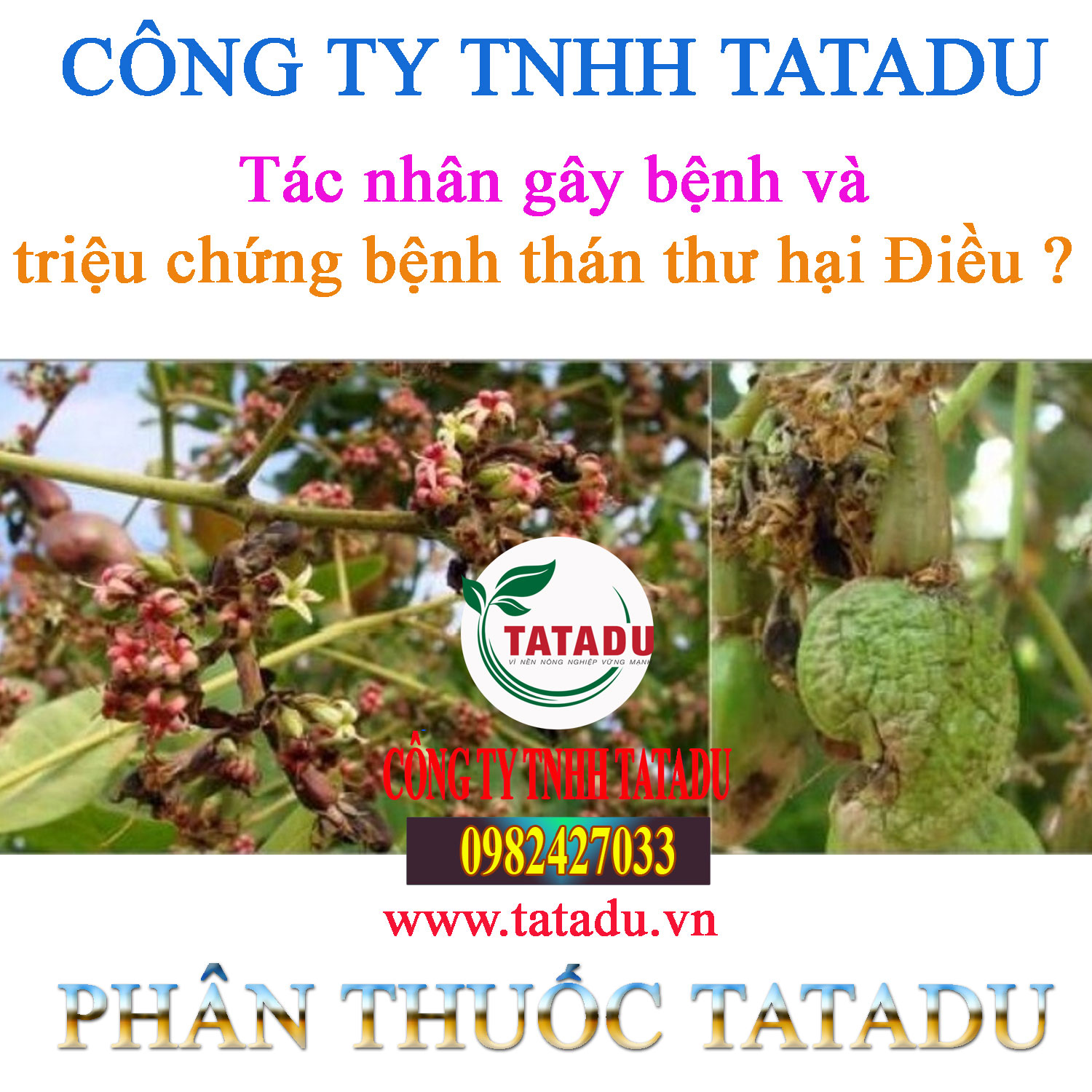 Tac nhan gay benh va trieu chung benh than thu hai Dieu