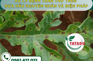 XỬ LÝ BỆNH THÁN THƯ TRÊN DƯA HẤU NGUYÊN NHÂN VÀ BIỆN PHÁP