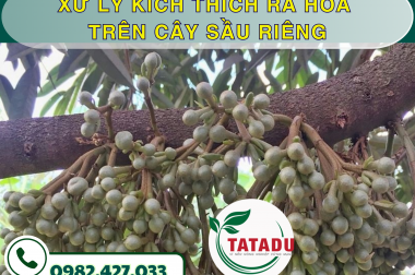 XỬ LÝ KÍCH THÍCH RA HOA TRÊN CÂY SẦU RIÊNG