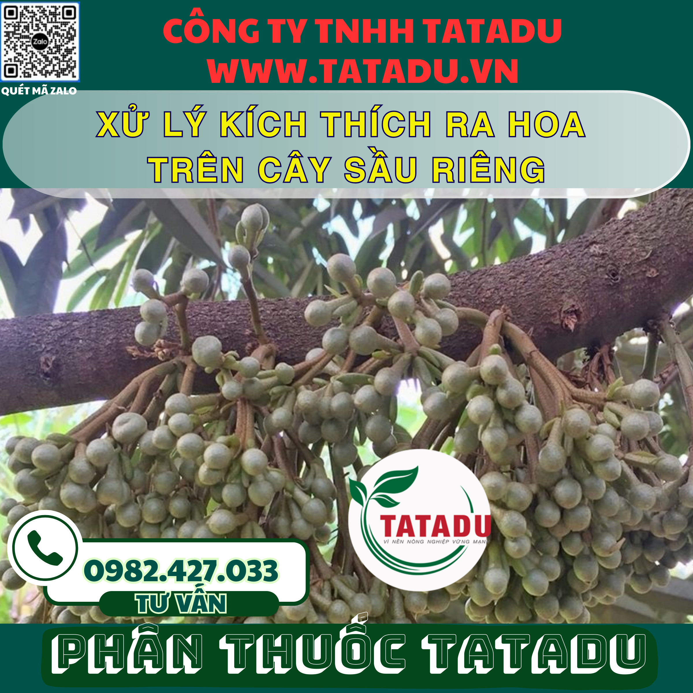 XU LY KICH THICH RA HOA TREN CAY SAU RIENG
