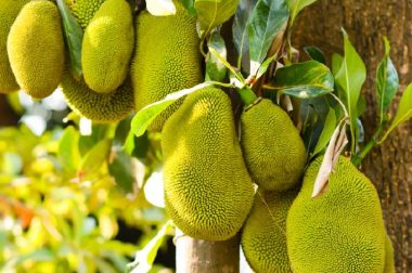 QUY TRÌNH TẠO MẦM HOA VÀ ĐI PHÂN CHO MÍT