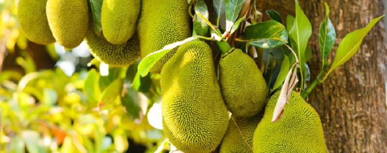 Cây mít? Gỗ mít là gỗ gì, thuộc nhóm mấy, gỗ có tốt không?