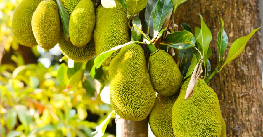 Cây mít? Gỗ mít là gỗ gì, thuộc nhóm mấy, gỗ có tốt không?