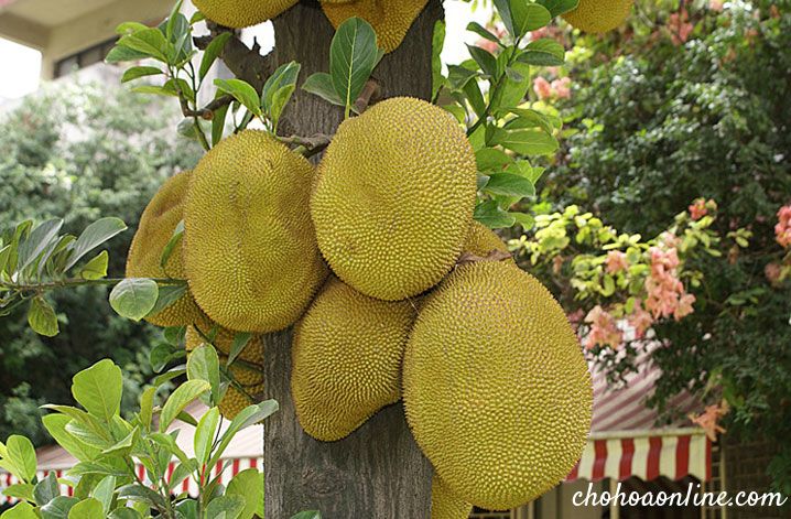 Cây Mít - giống cây ăn quả