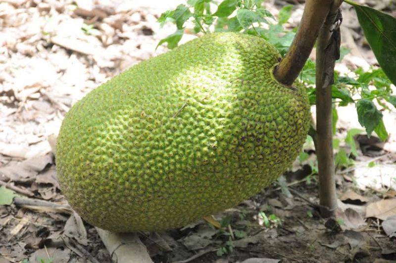 Biện pháp phòng trừ sâu, bệnh gây hại trên cây Mít