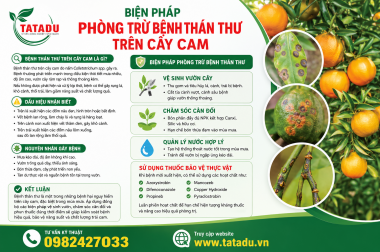 BIỆN PHÁP PHÒNG TRỪ BỆNH THÁN THƯ TRÊN CÂY CAM