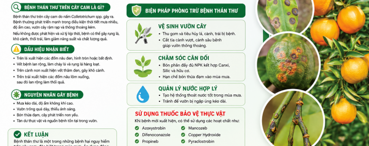 BỆNH THÁN THƯ TRÊN CÂY CAM