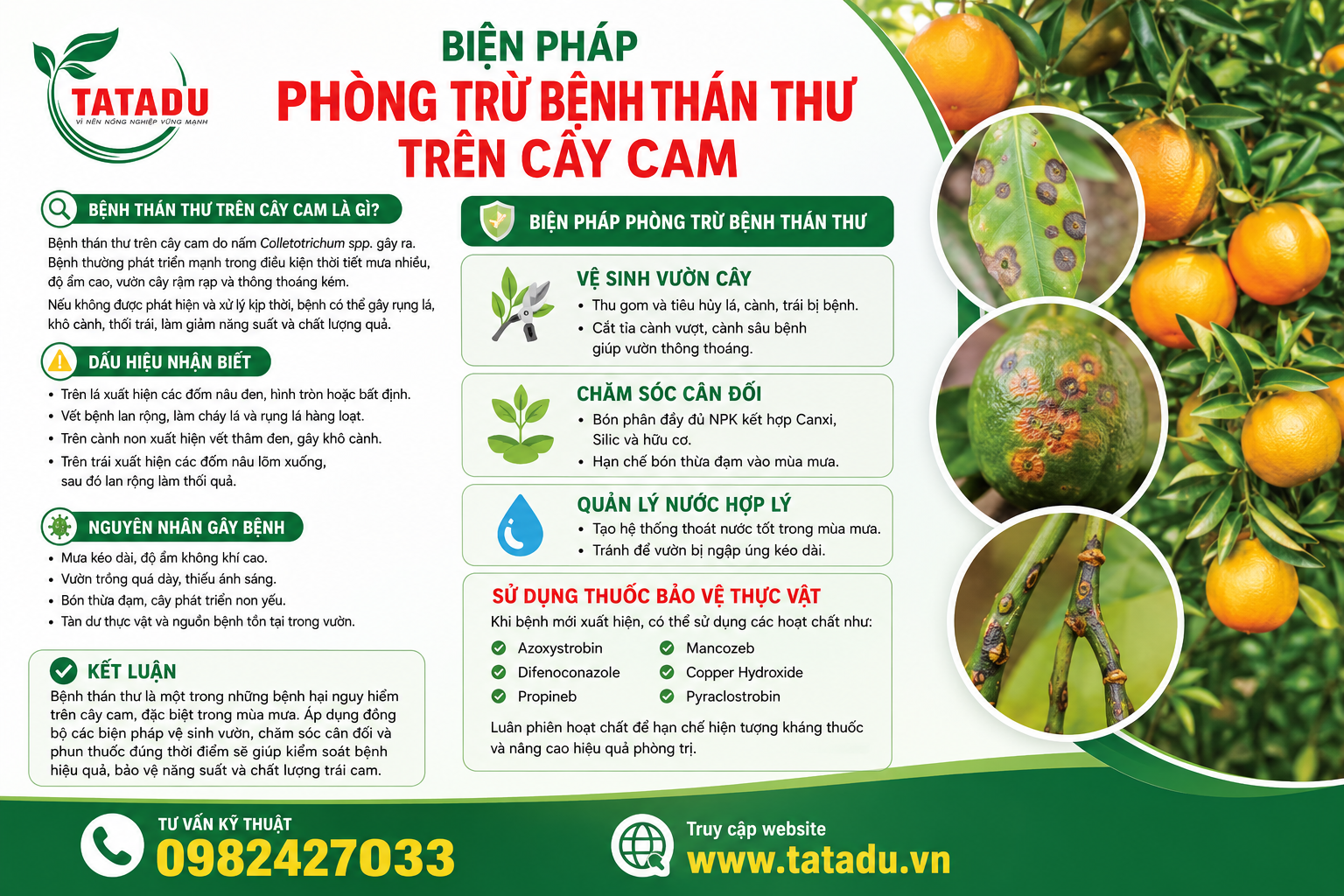 BỆNH THÁN THƯ TRÊN CÂY CAM