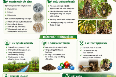 BIỆN PHÁP PHÒNG TRỪ BỆNH LỞ CỔ RỄ TRÊN CÂY CA CAO