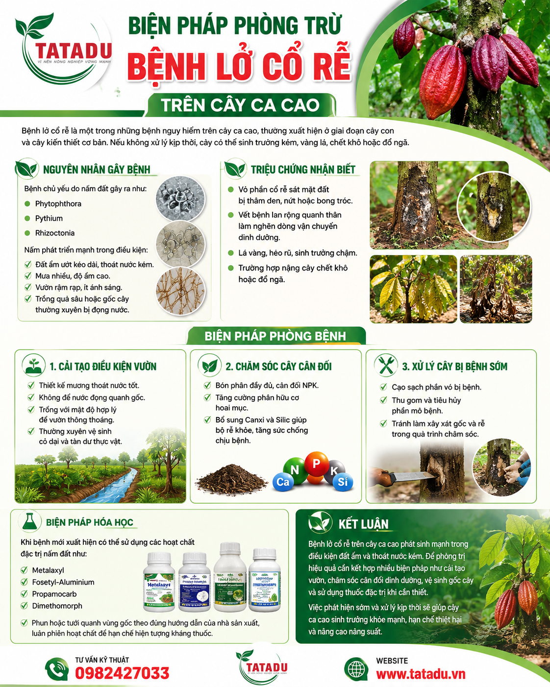 BIỆN PHÁP PHÒNG TRỪ BỆNH LỞ CỔ RỄ TRÊN CÂY CA CAO