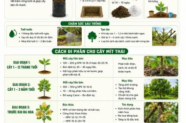 KỸ THUẬT TRỒNG CÂY VÀ CÁCH ĐI PHÂN CHO CÂY MÍT THÁI