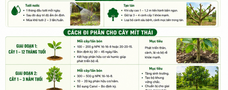 KỸ THUẬT TRỒNG CÂY VÀ CÁCH ĐI PHÂN CHO CÂY MÍT THÁI