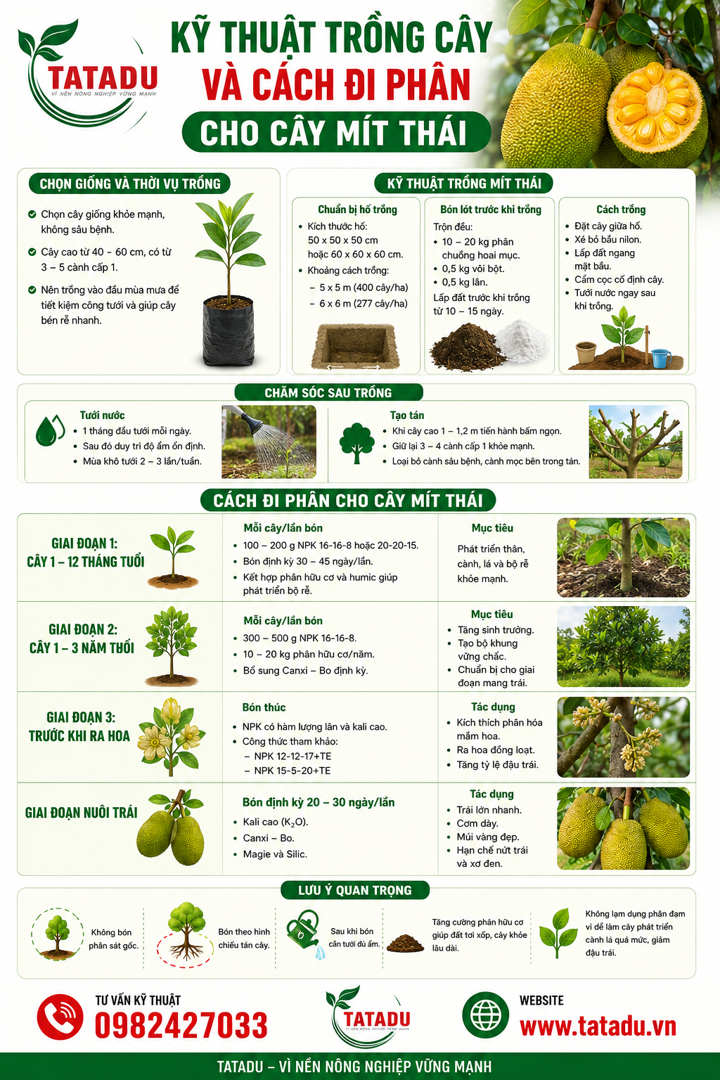 KỸ THUẬT TRỒNG CÂY VÀ CÁCH ĐI PHÂN CHO CÂY MÍT THÁI