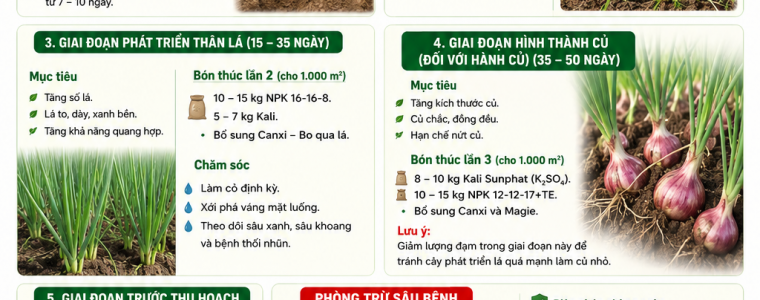 QUY TRÌNH CHĂM SÓC VÀ ĐI PHÂN CHO HÀNH LÁ, HÀNH CỦ