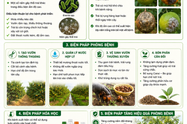 PHÒNG TRỪ BỆNH THỐI NHŨN TRÁI TRÊN CÂY CÓ MÚI