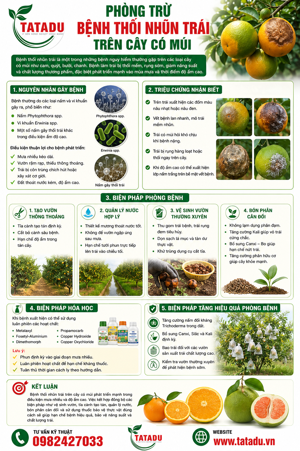 PHÒNG TRỪ BỆNH THỐI NHŨN TRÁI TRÊN CÂY CÓ MÚI