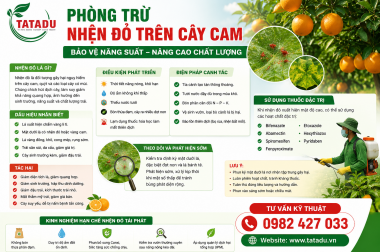 PHÒNG TRỪ NHỆN ĐỎ TRÊN CÂY CAM