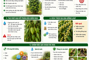 KÍCH HOA CHO CÂY HỒ TIÊU