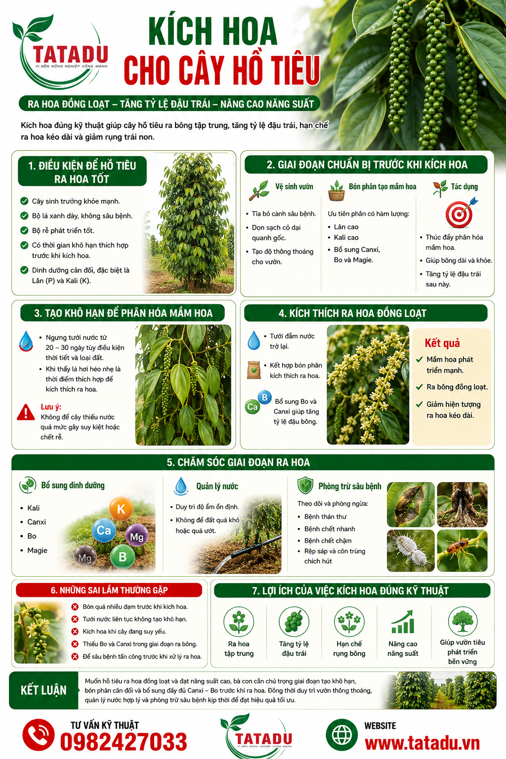 KÍCH HOA CHO CÂY HỒ TIÊU