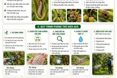 QUY TRÌNH ĐẨY LÙI SÂU ĐỤC CUỐNG VẢI