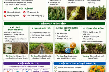 BỆNH HÉO XANH TRÊN CÂY HOA VẠN THỌ VÀ CÁCH ĐẶC TRỊ