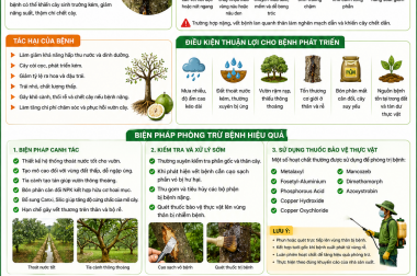 PHÒNG TRỪ BỆNH NỨT THÂN, XÌ MỦ, CHẢY NHỰA TRÊN CÂY BƯỞI