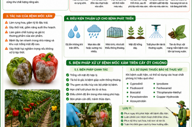 XỬ LÝ BỆNH MỐC XÁM TRÊN CÂY ỚT CHUÔNG