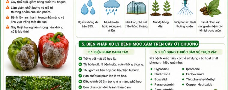 XỬ LÝ BỆNH MỐC XÁM TRÊN CÂY ỚT CHUÔNG