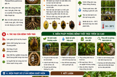 ĐẨY LÙI BỆNH THỐI TRÁI TRÊN CÂY CA CAO