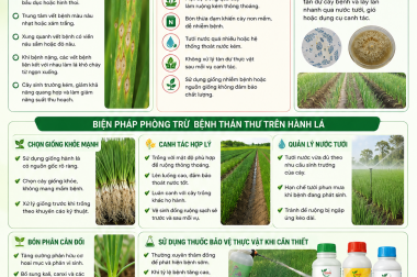 PHÒNG TRỪ BỆNH THÁN THƯ TRÊN HÀNH LÁ