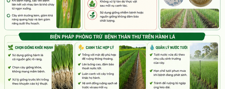 PHÒNG TRỪ BỆNH THÁN THƯ TRÊN HÀNH LÁ