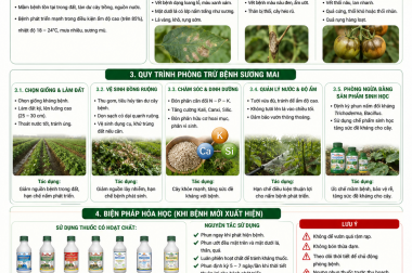 QUY TRÌNH PHÒNG TRỪ BỆNH SƯƠNG MAI TRÊN CÂY CÀ CHUA