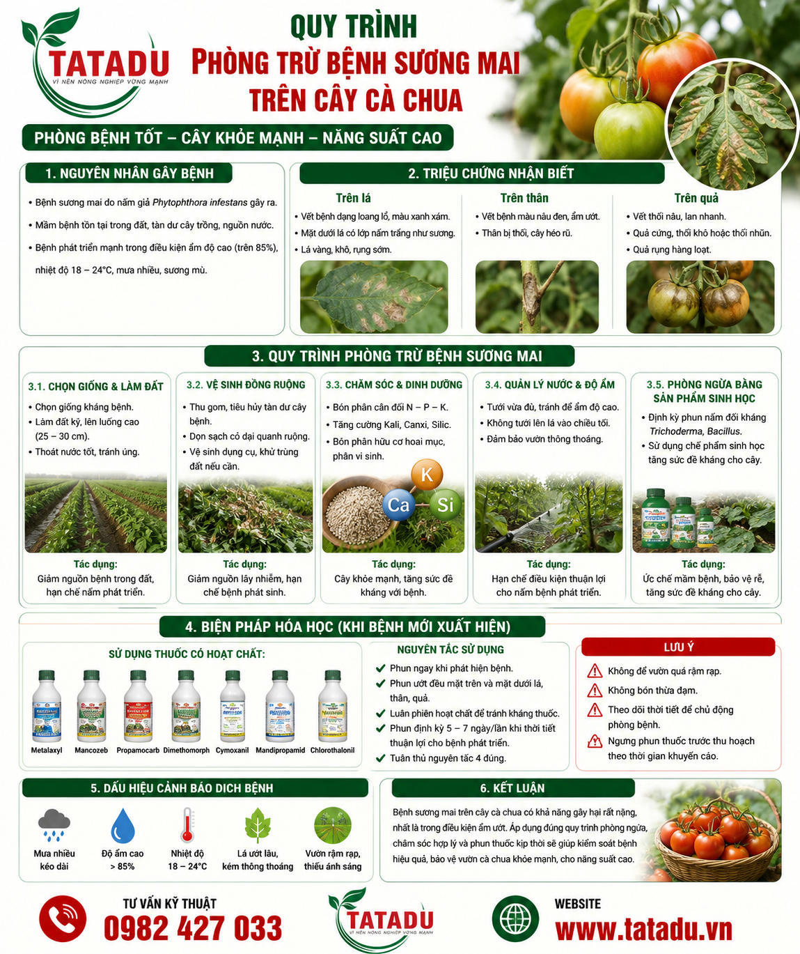QUY TRÌNH PHÒNG TRỪ BỆNH SƯƠNG MAI TRÊN CÂY CÀ CHUA