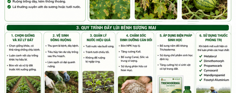 QUY TRÌNH ĐẨY LÙI TRỪ BỆNH SƯƠNG MAI TRÊN CÂY DƯA HẤU