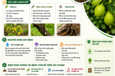 CÂY CHANH BỊ THỐI RỄ VÀ BIỆN PHÁP PHÒNG TRỊ