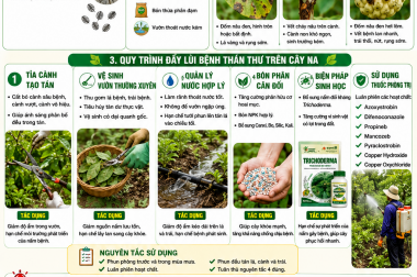 ĐẨY LÙI BỆNH THÁN THƯ TRÊN CÂY NA