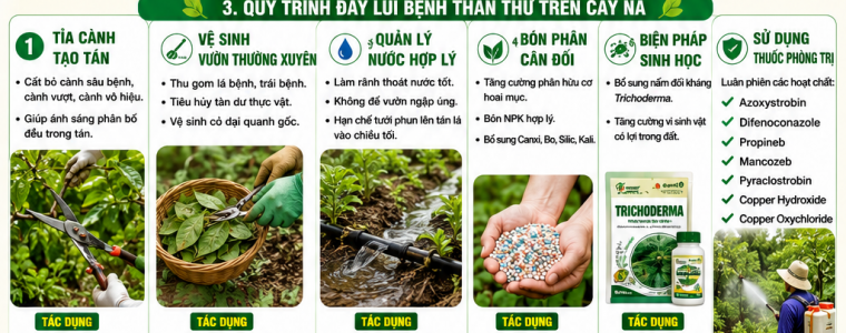ĐẨY LÙI BỆNH THÁN THƯ TRÊN CÂY NA