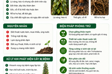 BIỆN PHÁP PHÒNG TRỪ BỆNH CHẾT NHANH TRÊN CÂY HỒ TIÊU