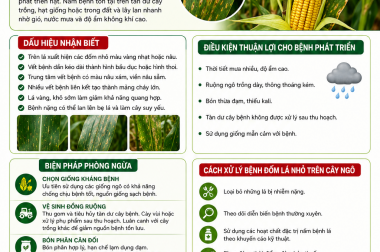 XỬ LÝ BỆNH ĐỐM LÁ NHỎ TRÊN CÂY NGÔ