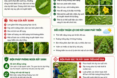 RẦY XANH TẤN CÔNG GÂY HẠI CÂY KHỔ QUA (MƯỚP ĐẮNG) VÀ BIỆN PHÁP ĐẶC TRỊ