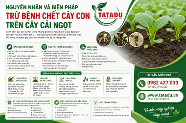 NGUYÊN NHÂN VÀ BIỆN PHÁP TRỪ BỆNH CHẾT CÂY CON TRÊN CÂY CẢI NGỌT