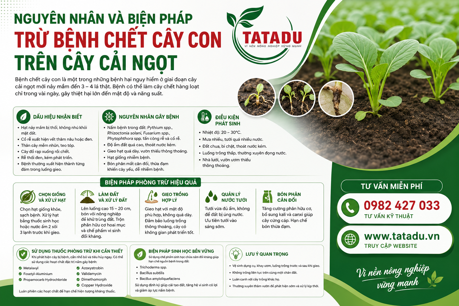 NGUYÊN NHÂN VÀ BIỆN PHÁP TRỪ BỆNH CHẾT CÂY CON TRÊN CÂY CẢI NGỌT