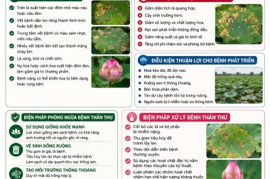 PHÒNG TRỪ BỆNH THÁN THƯ TRÊN CÂY SEN